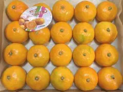 小粒「ハウスみかん」原口早生で　800g あっぷコンパクトボックスでのサムネイル