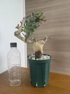 希少種 発根済み コミフォラ ピュア カタフ 美形 - メルカリ