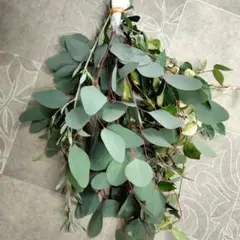 スワッグ　フレッシュ材料　ポポラス他　ネコポス匿名発送