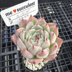 2026年最新】ホーリンゼの人気アイテム - メルカリ