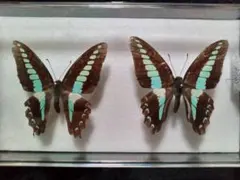 2026年最新】標本 アオスジアゲハの人気アイテム - メルカリ