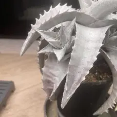 エンコリリウム　ペディセラツム　子株 エンコリリウム ペディセラツム 子株 - メルカリ