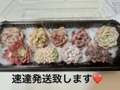 ♥️多肉植物♥️ ✨️名前有り・速達・9苗セット✨