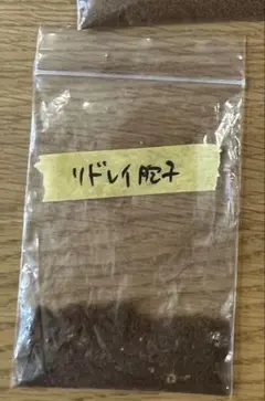 ビカクシダ 胞子 3種セット リドレイ リドレイワイドフォーム インドネシアのサムネイル
