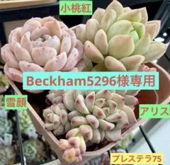 Beckham5296様 リクエスト 3点 まとめ商品