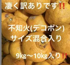 有田みかん　純宝丸　訳あり不知火 (デコポン)サイズ混合9㎏〜10㎏入り