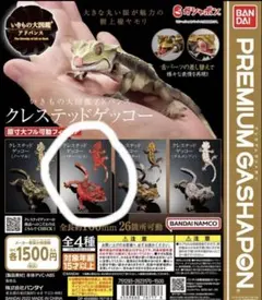 いきもの大図鑑アドバンス　クレステッドゲッコー　パターンレス