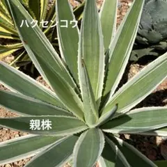 特大★ハクセンコウ 2025年最新】ハクセンコウの人気アイテム - メルカリ