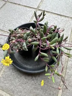 ④ルビーネックレス　2ポット分抜き苗　おまけ付き　グリーンネックレス　匿名配送