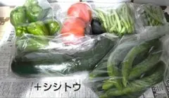 ✦夏野菜8種セット✦のサムネイル