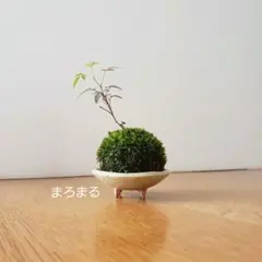 2025年最新】盆栽の人気アイテム - メルカリ
