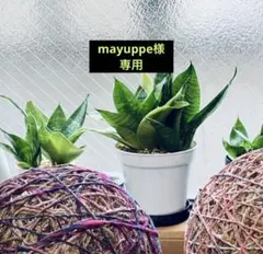 mayuppe様専用　柴犬&チワワ