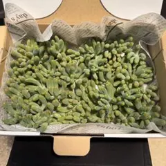 多肉植物 カット苗 詰め合わせセット