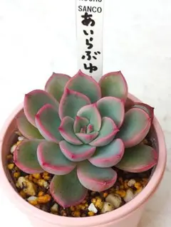 2026年最新】ロウルサンコの人気アイテム - メルカリ