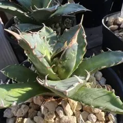アガベ Agave ハイブリッド パラサナ ネバデンシス チタノタ 台湾