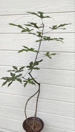 福助　ブラキキトン　ディスカラー　ボトルツリー　希少品種 福助様専用 ブラキキトン ディスカラー ボトルツリー 希少品種