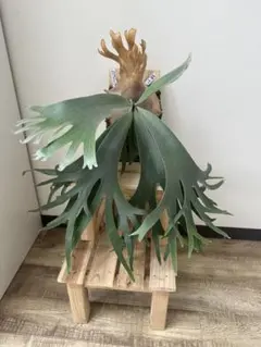 ビカクシダ 謎ビ 中株 ビカクシダ 謎ビ 中株 - メルカリ