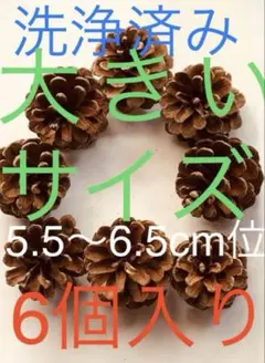 19❤️松ぼっくり❤️大きめサイズ 5.5〜6.5cm位 6個