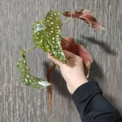 suue様 リクエスト 2点 まとめ商品