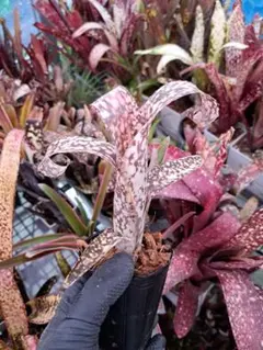 ビルベルギア ファイヤーワークス② 抜き苗 タンクブロメリア 観葉植物