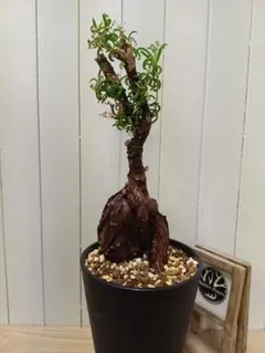 2025年最新】メストクレマ ツベローサムの人気アイテム - メルカリ