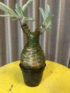 2025年最新】グラキリス 現地球の人気アイテム - メルカリ