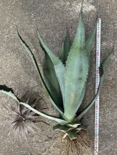アガベ　アメリカーナ親株即戦力　店舗植栽に アガベ アメリカーナ親株即戦力 店舗植栽に - メルカリ