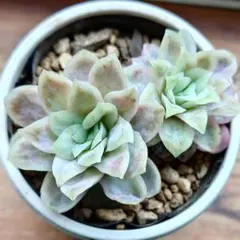 多肉植物　エケベリア　ラズベリーアイス錦② カット苗