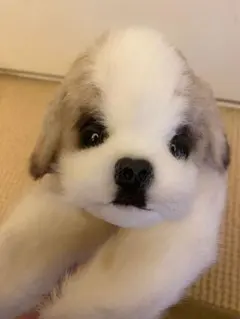 四季　大きなシーズーぬいぐるみ　希少 四季 大きなシーズーぬいぐるみ 希少 四季 大きなシーズー