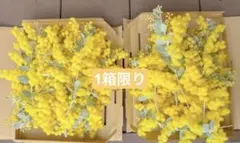 パールアカシア　フレッシュ　ミモザ