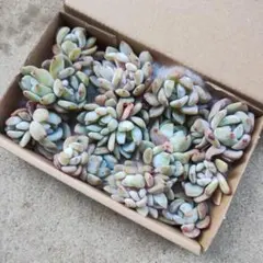 エケベリア　モンロー韓国苗 箱いっぱい詰め合わせ カット苗