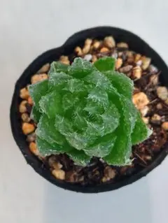 2025年最新】アロエの人気アイテム - メルカリ