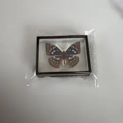 2026年最新】蝶標本 ドイツ箱の人気アイテム - メルカリ