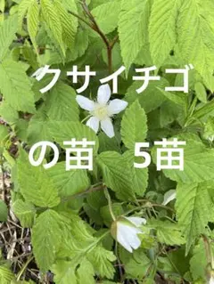 クサイチゴの苗、5苗です、農薬不使用、草いちご、木苺　ラズベリー