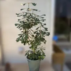 クッソニア スピカータ 7号 大型観葉植物 クッソニア スピカータ 7号 大型観葉植物 - メルカリ