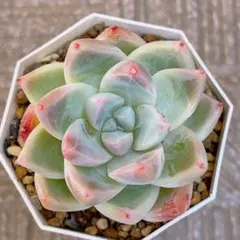 多肉植物 スティルハート 抜き苗 - メルカリ