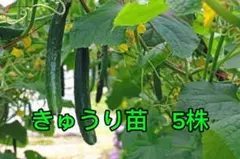 fufu様 リクエスト 2点 まとめ商品