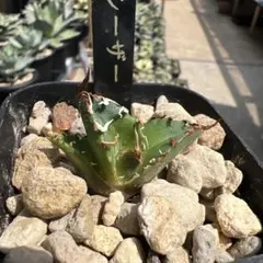 アガベ　チタノタ　凱旋　シーザー　694