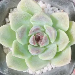 2025年最新】多肉 カット苗 韓国苗の人気アイテム - メルカリ