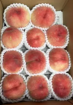 朝採りまどか5kgクール便発送 - メルカリ