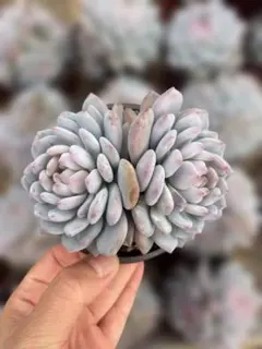 97.多肉植物 ボラピル 1450円【抜き苗】 - メルカリ