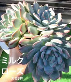 多肉植物　エケベリア　「ミルクローズ」　3株　大苗