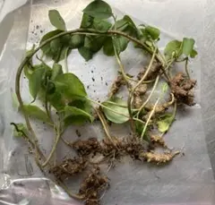 採れたて★土付き苗12本★オカワカメのムカゴの苗　備蓄　家庭菜園のサムネイル
