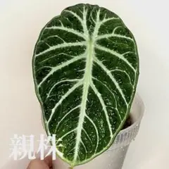 2026年最新】アロカシア 芋の人気アイテム - メルカリ