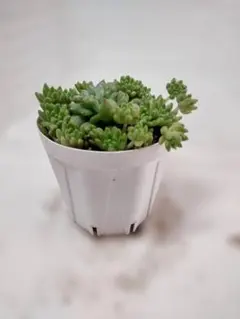 nasuami様 リクエスト 2点 まとめ商品