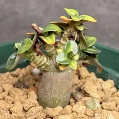 su_aqua@プロフ必読様 リクエスト 2点 まとめ商品