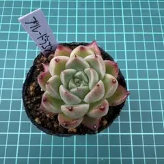多肉植物 年に1度の大セール5苗セット￥1000ブルードラゴン - メルカリ