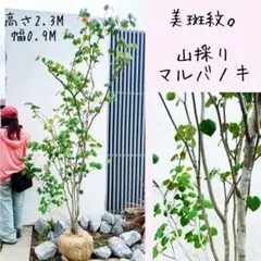 美斑紋。特大 山採りツリバナマユミ3.2M(鉢底から) 超美形。絶品 山採りツリバナマユミ3.5M(鉢底から)◎根回し済 - メルカリ