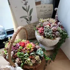 多肉植物寄せ植え　そのまま飾れる　2つセット♡