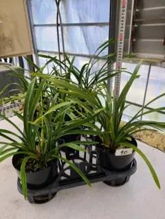 金陵辺。花芽合計11個。5鉢セット。蜜蜂誘引蘭。日本蜜蜂